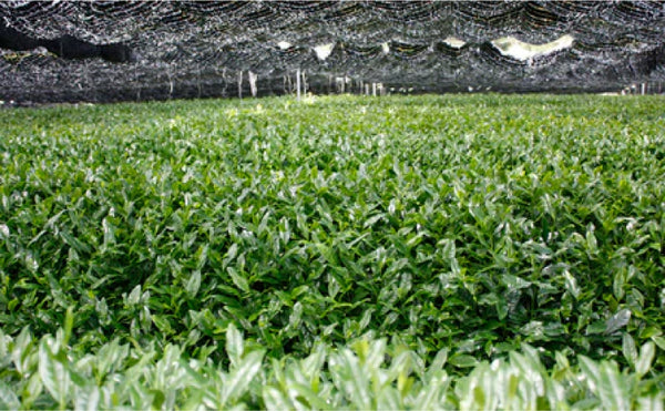 「抹茶」その製茶工程や保存方法についてご紹介いたします